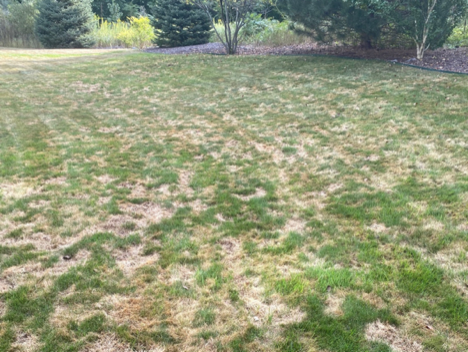 Controlling Lawn Diseases Helps Keep Customers Happy